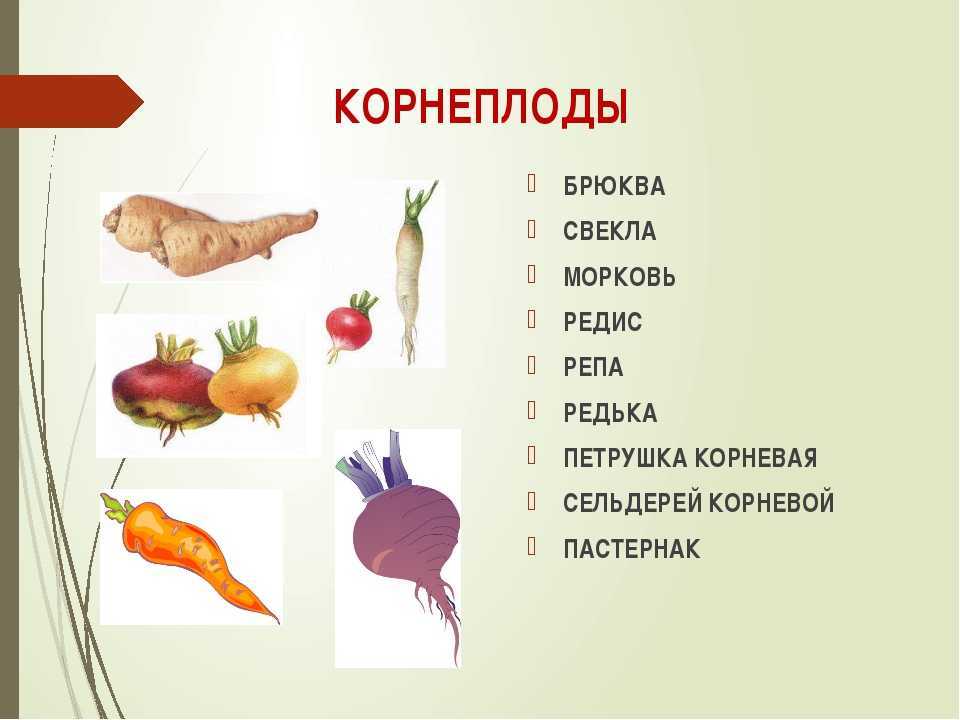 Пять способов севооборота для дачного участка