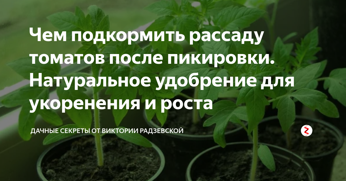 Подкормка томатов