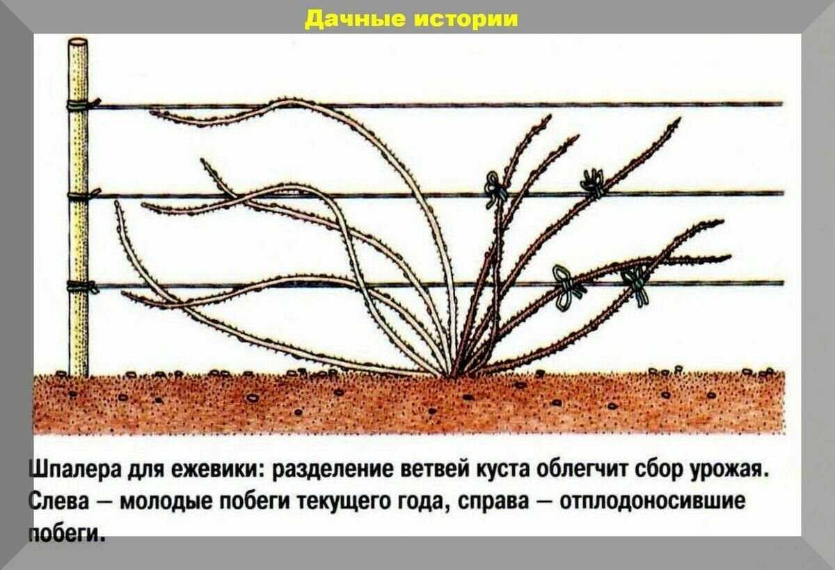 Ежевика: посадка и уход на supersadovnik.ru
