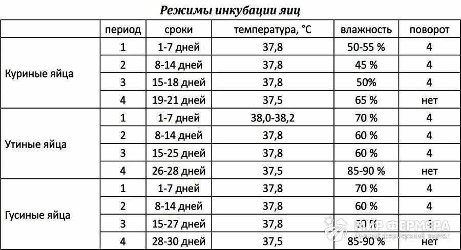 Особенности выращивания гусят с нуля для начинающих в домашних условиях
