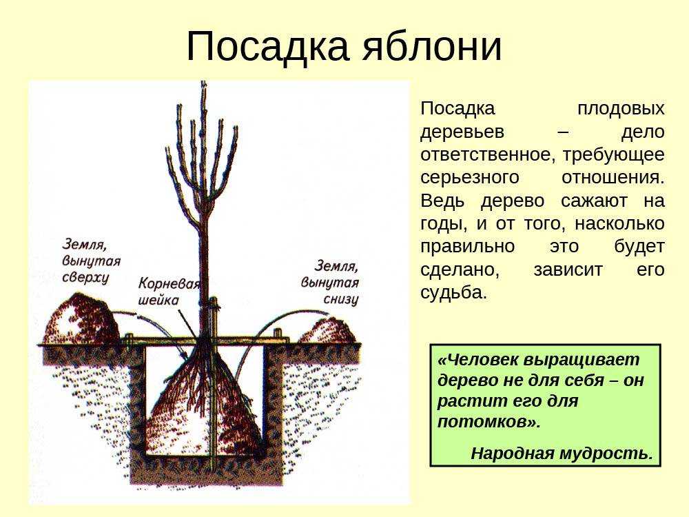 Правила посадки вишни весной