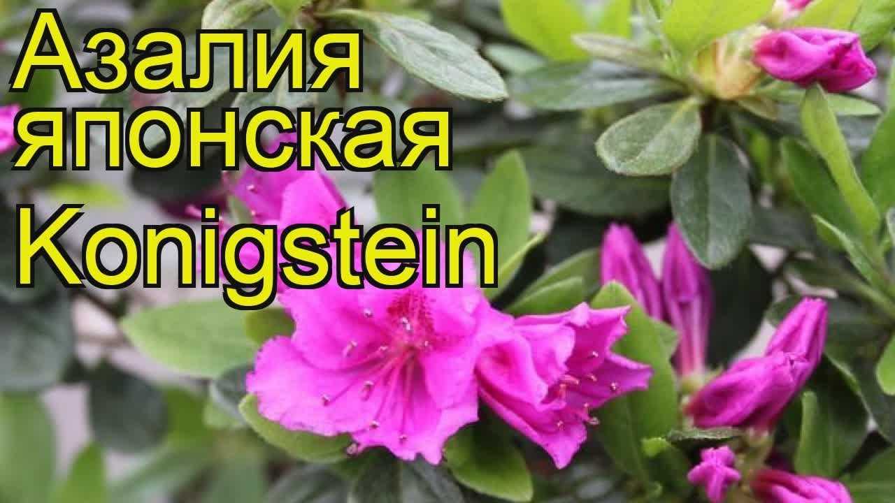 Самые популярные виды японской азалии — как украсить свой сад?