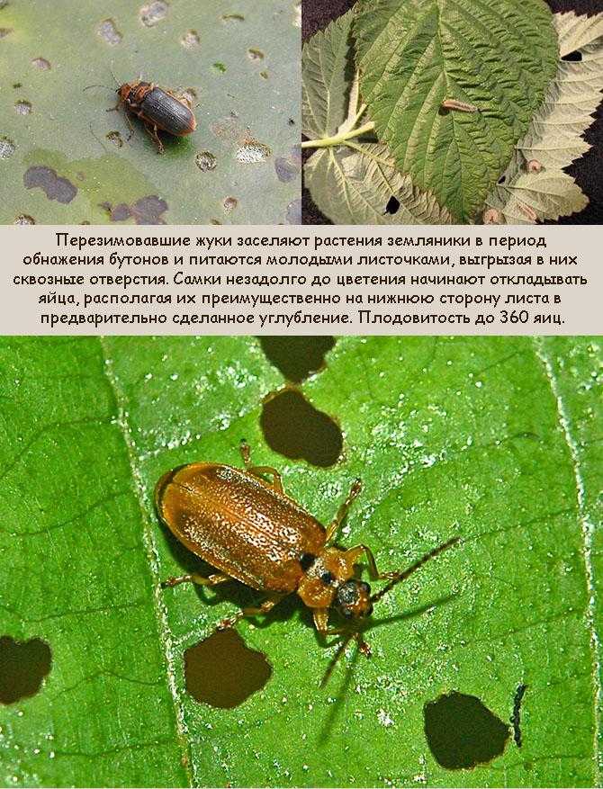 Аленка мохнатая, методы борьбы с аленкой мохнатой мохнатая аленка