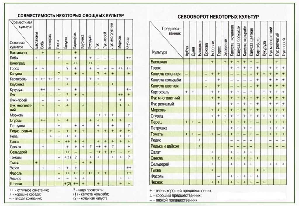 Совместимость овощей на грядках: советы огородников