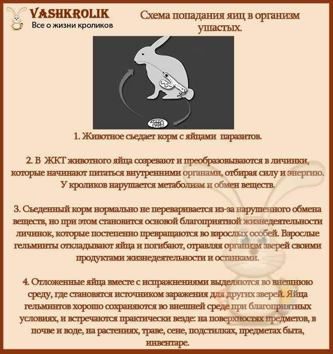 Болезни кроликов -  виды заболеваний, симптомы, лечение.
