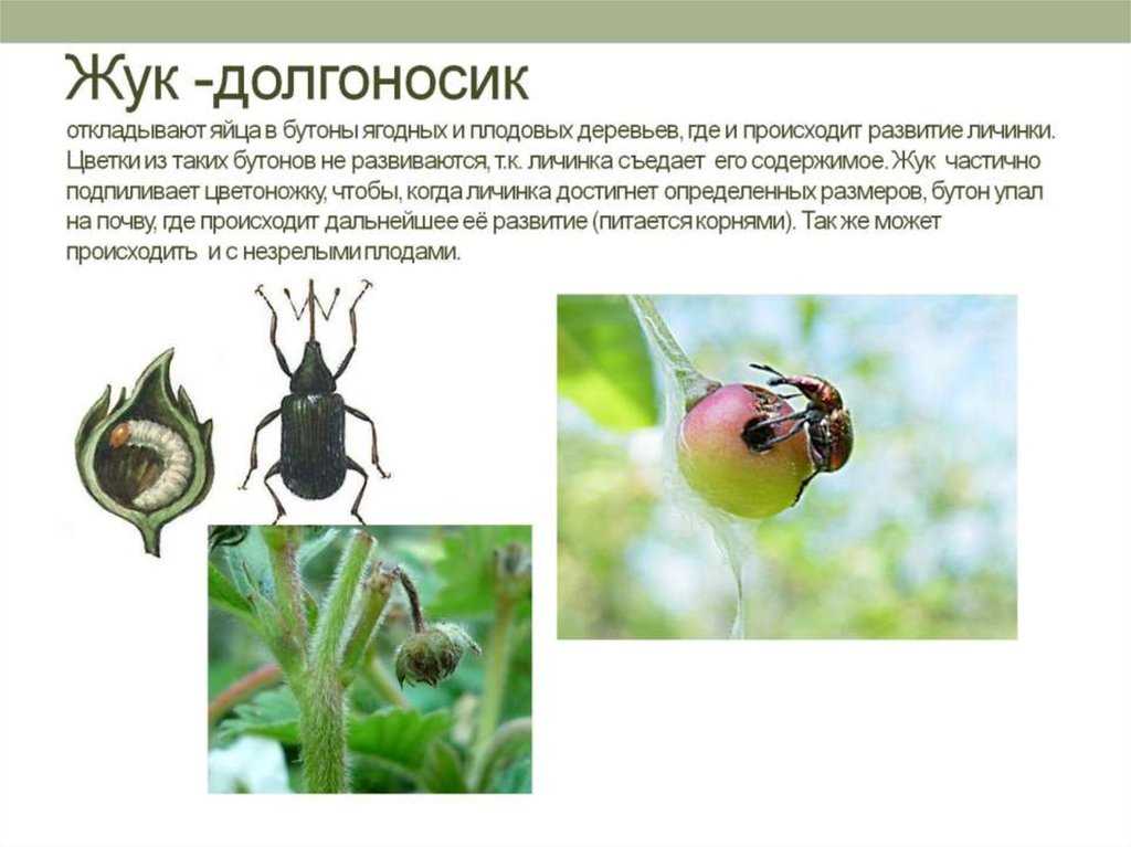Чем опасен свекловичный долгоносик и как с ним бороться