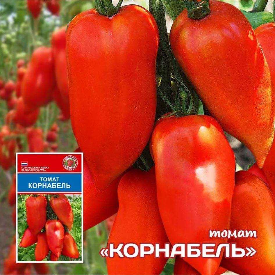Томат корнабель: описание сорта, отзывы (97), фото