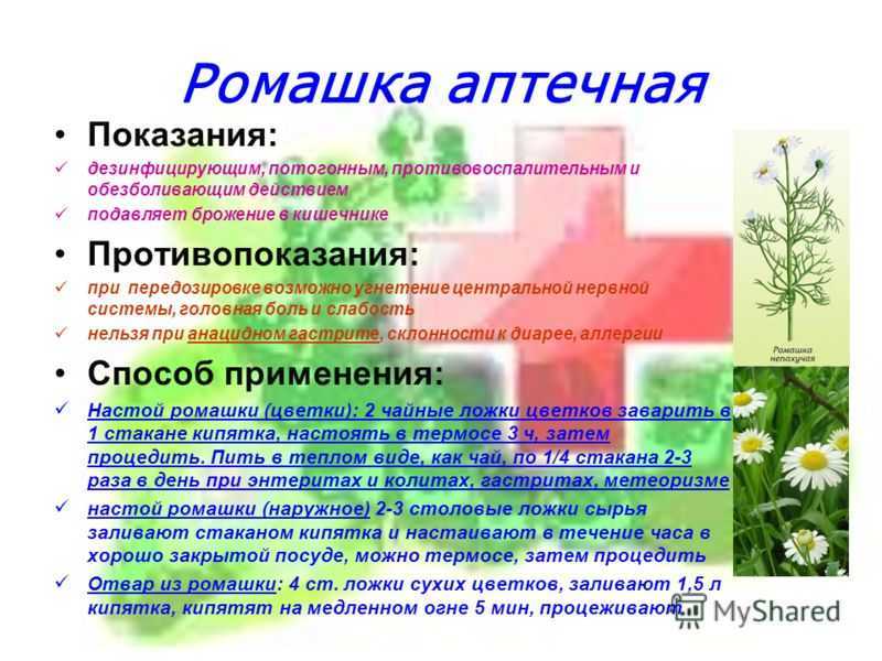 О ромашке аптечной (применение, лечебные свойства, отличия от обычной)