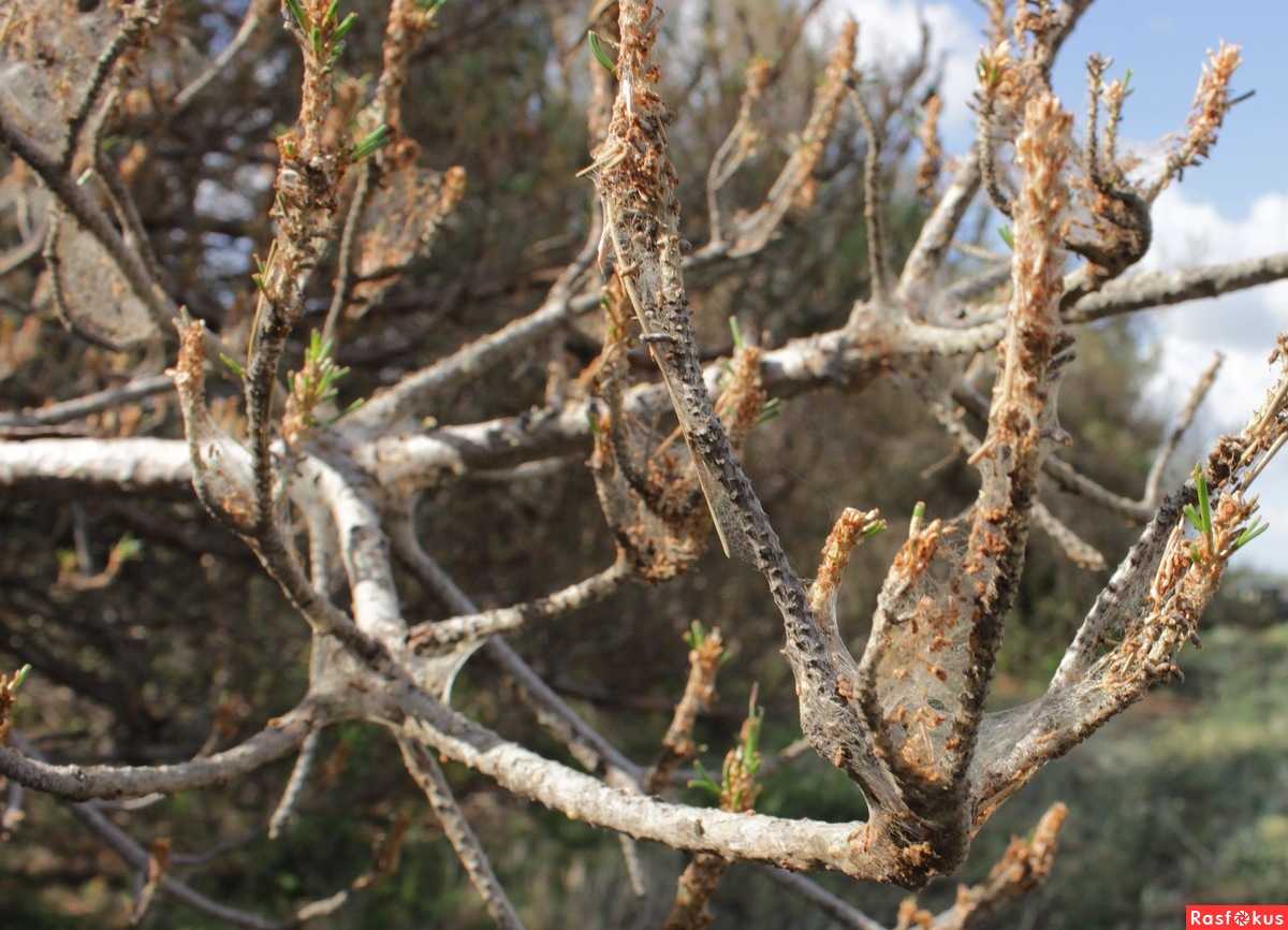 Вредители на листьях груши: 11 опасных насекомых