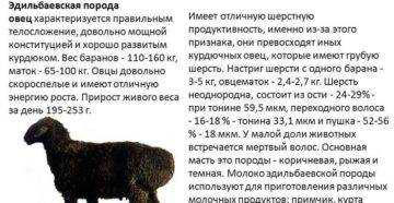 Эдильбаевская порода овец: характеристика и значение для овцеводства, преимущества разведения, продуктивность