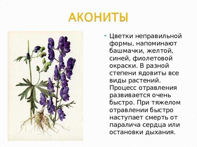 Аконит — ядовитое растение
