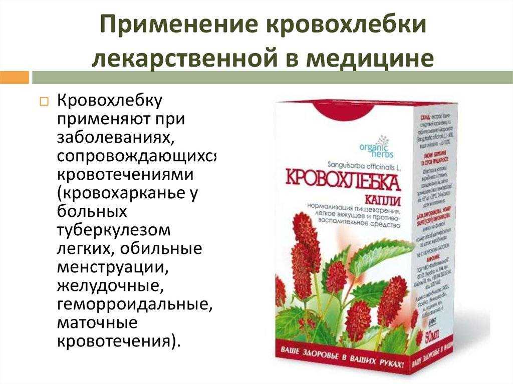 Кровохлебка: посадка и уход, лечебные свойства и противопоказания