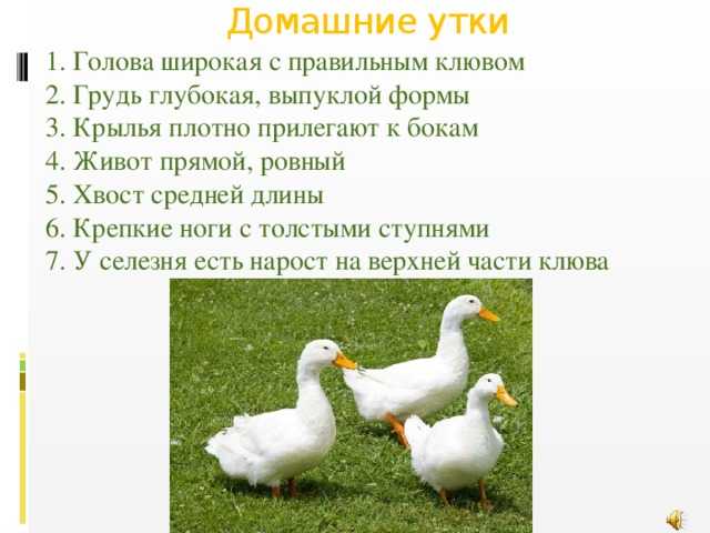 Гусята и утята отличия