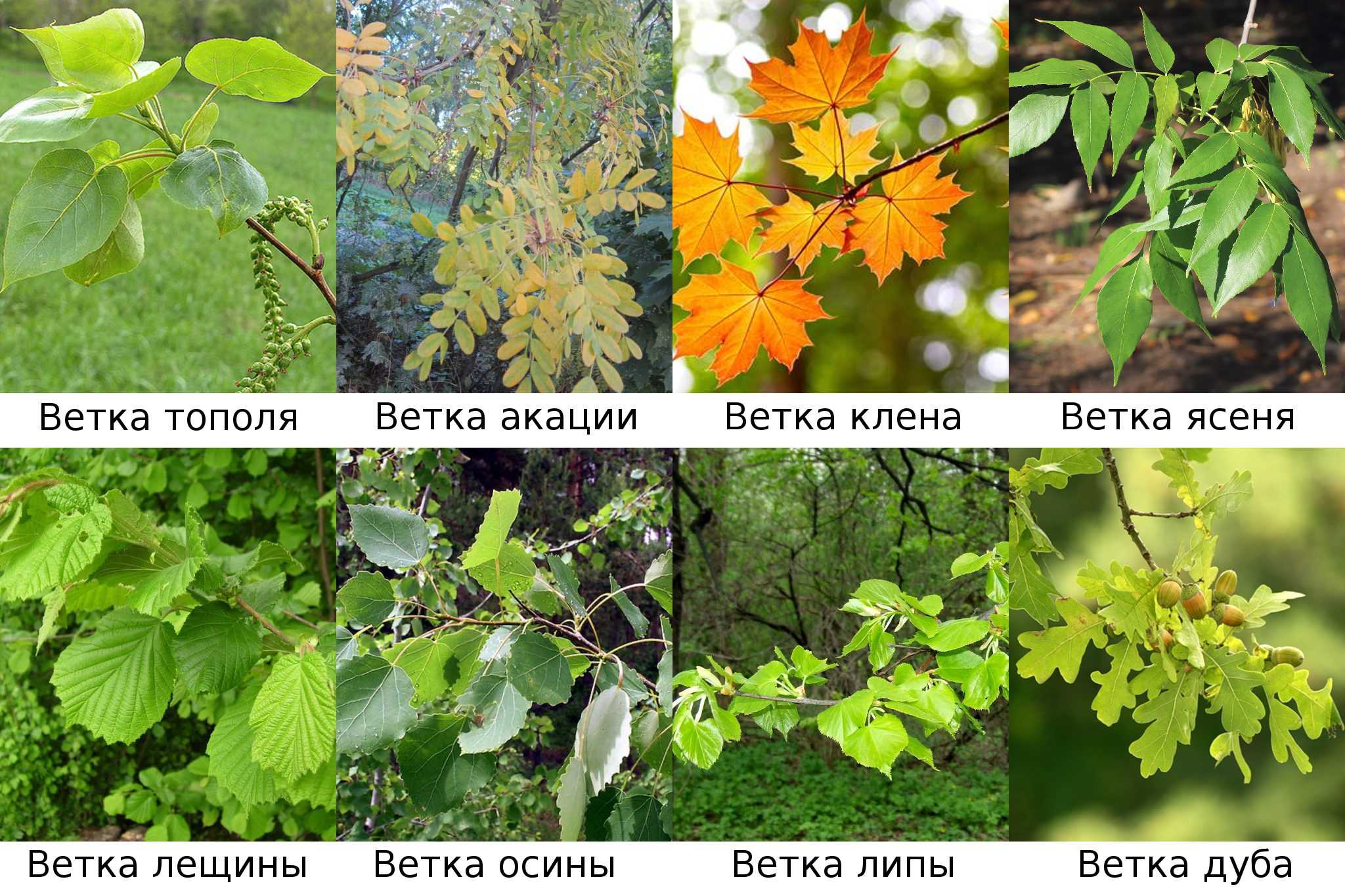 Чем можно кормить декоративного кролика в домашних условиях?