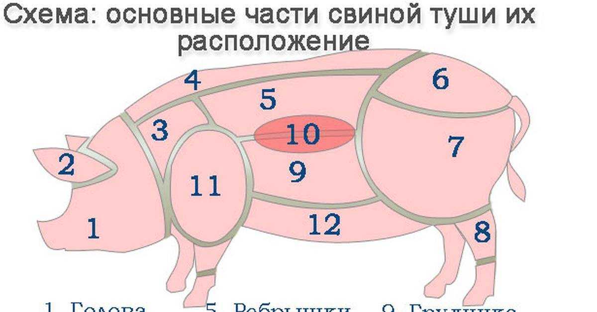 Забой свиней: как правильно зарезать, убой в домашних условиях