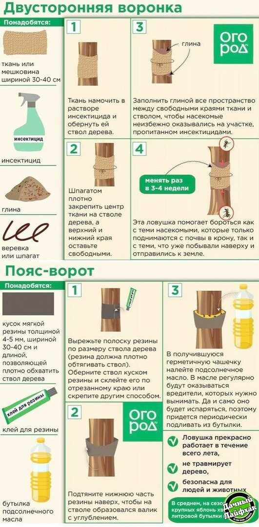 Ловчий пояс для деревьев своими руками: от насекомых, фото, инструкция