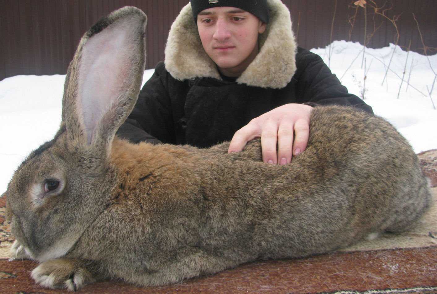 Кролики великаны