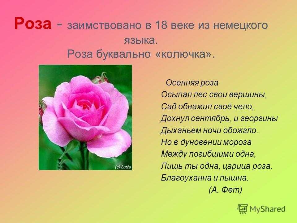 Роза — колючая королева!