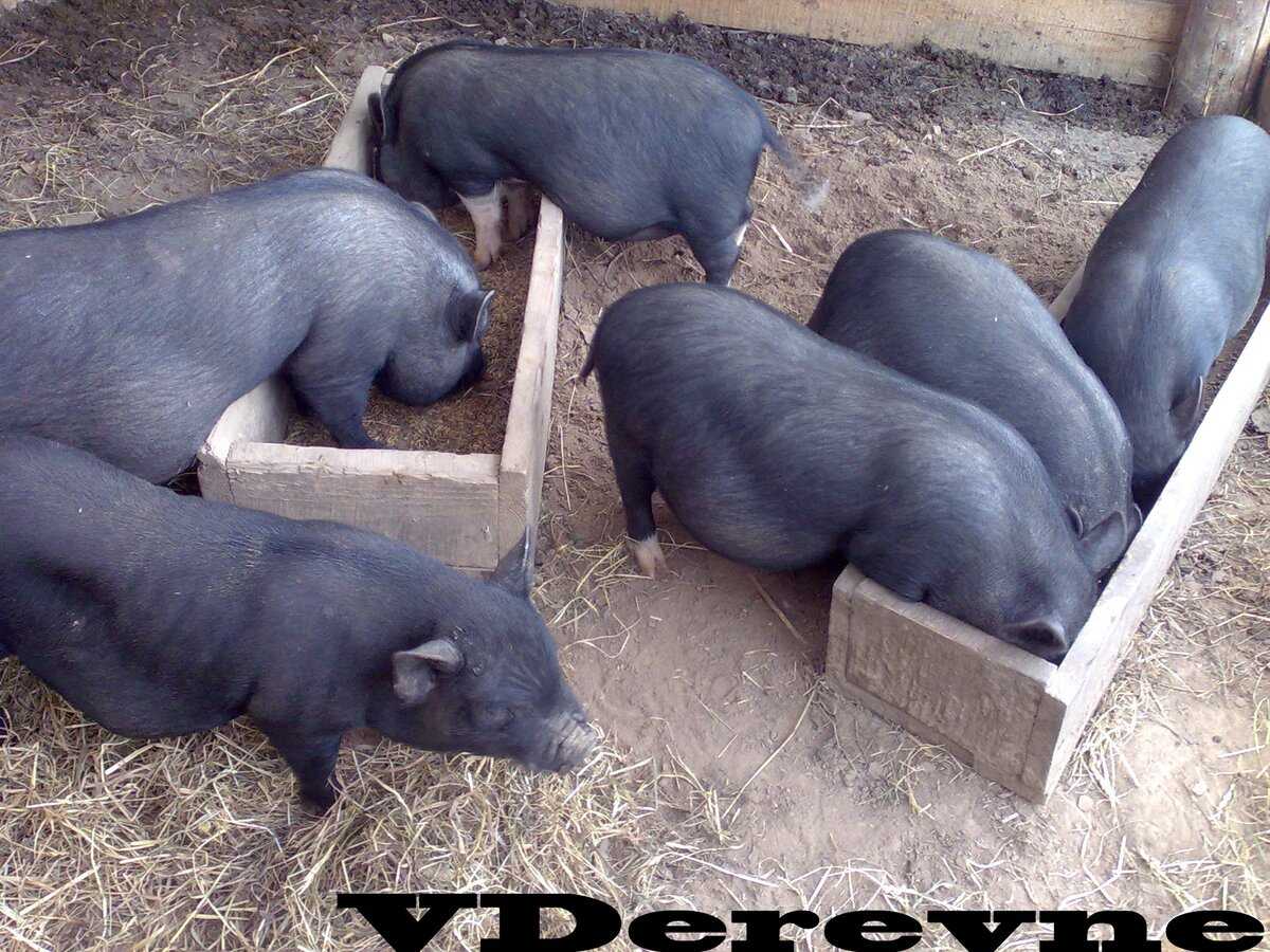 ᐉ вьетнамские вислобрюхие поросята: уход, разведение, содержание и кормление в домашних условиях - zooon.ru
