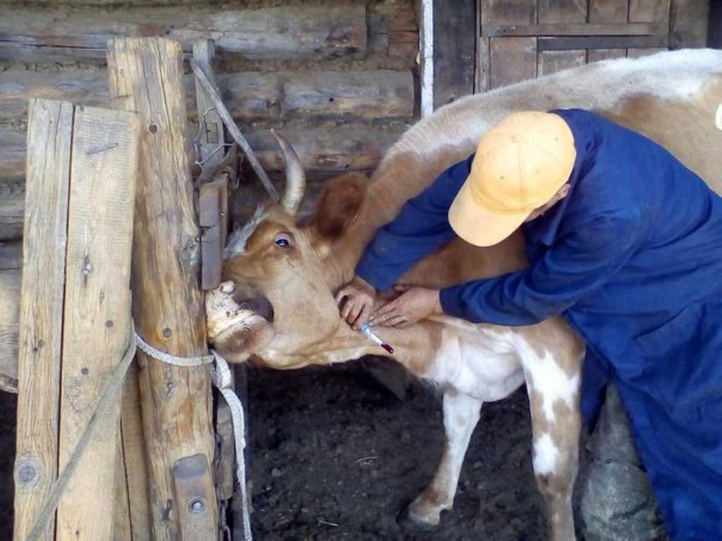 Можно ли пить молоко, если у коровы лейкоз?