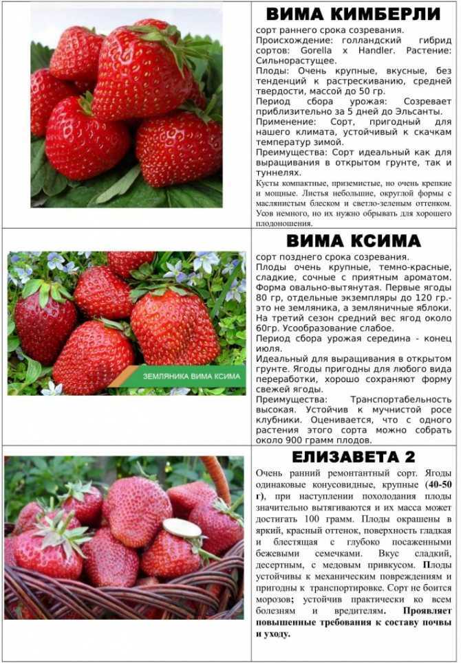 Клубника эльсанта: описание и характеристики сорта, фото и отзывы садоводов