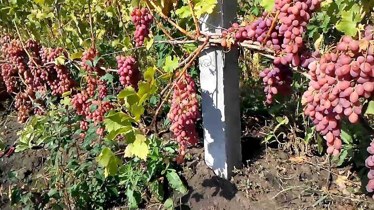 Описание и характеристики сорта винограда «гелиос»