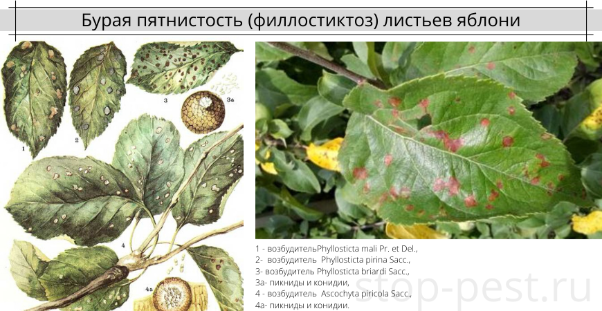 Коричневые пятна на листьях яблони: как лечить деревья