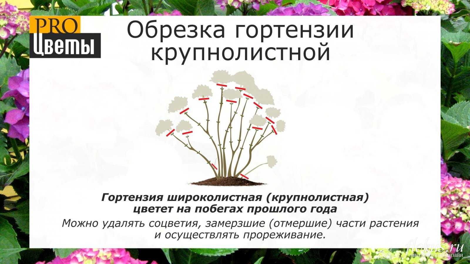 Когда цветут гортензии и как правильно за ними ухаживать?