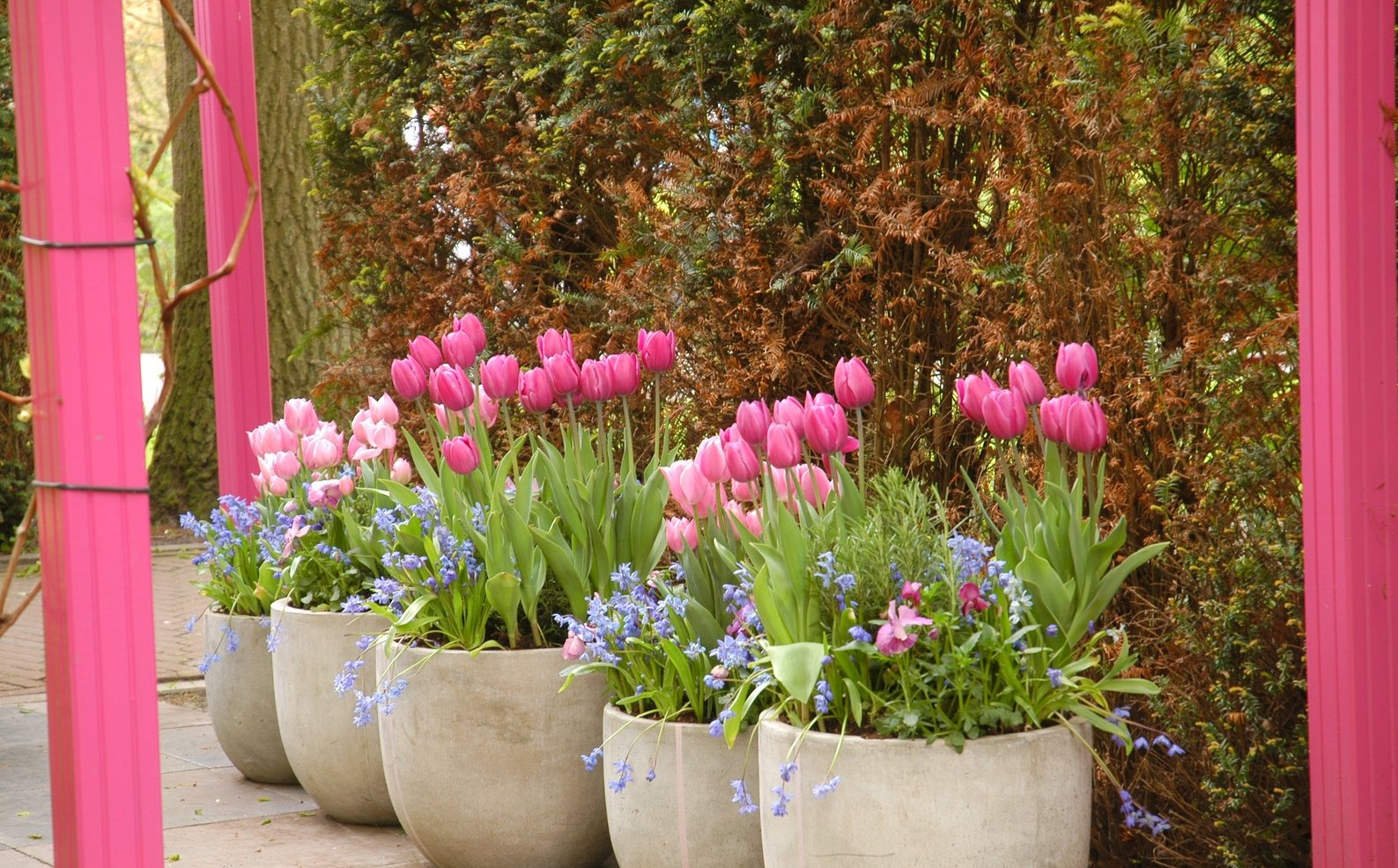 Как размножаются тюльпаны разных сортов: способы