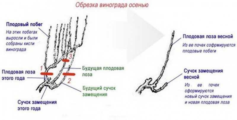 Как обрезать виноград весной 1, 2, 3 года схема и пошаговые инструкции