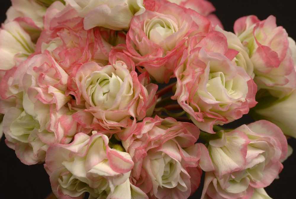 Fischers appleblossom пеларгония фото
