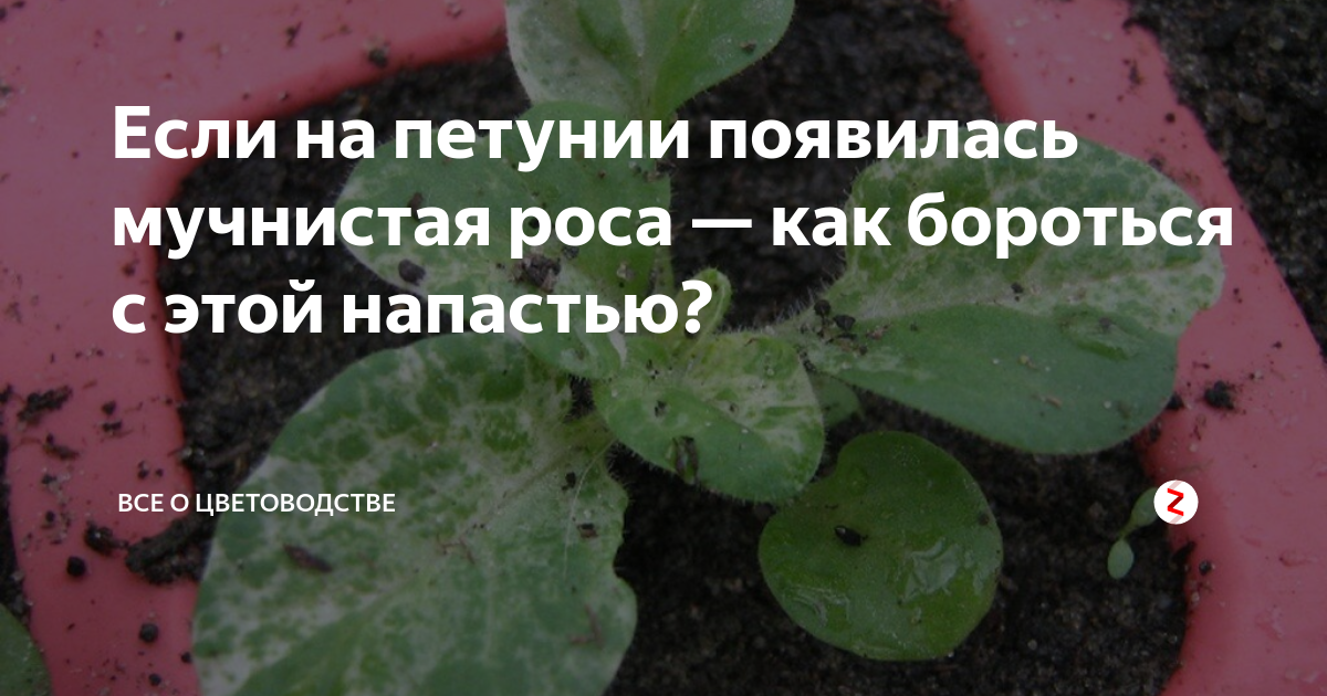 Мучнистая роса на петунии — как бороться за цветы?