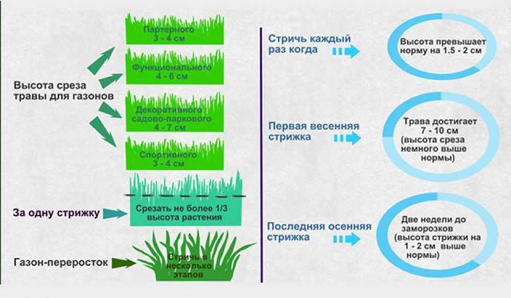 Газонная трава: как выбрать лучшие семена