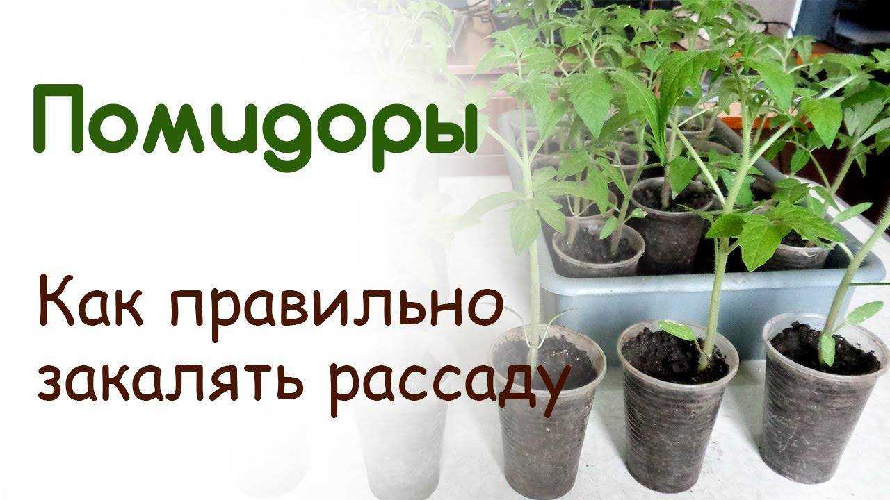 Как ухаживать за рассадой томатов после всходов: правила выращивания