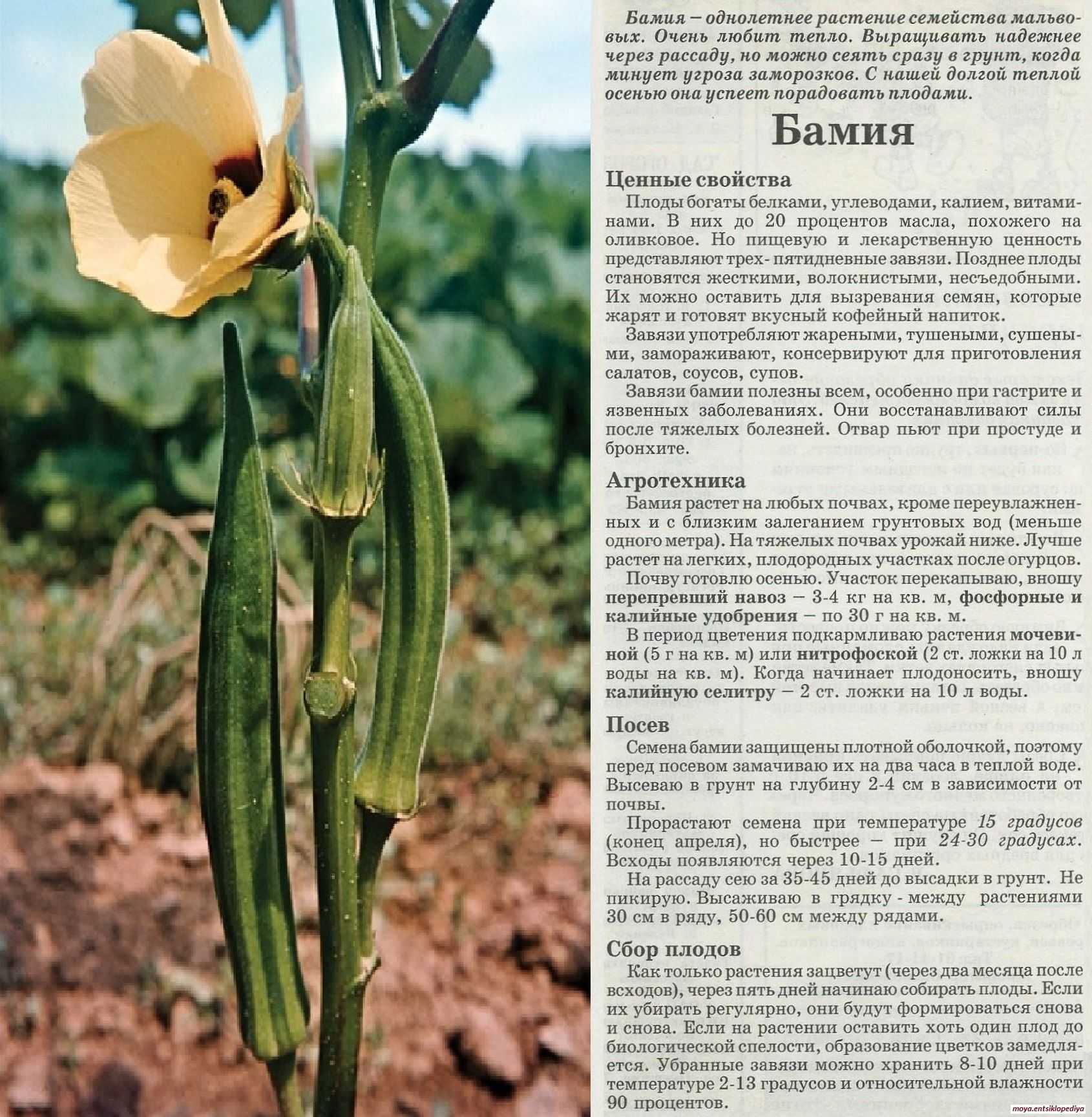 Бамия - полезные свойства и противопоказания, выращивание, приготовление, посадка