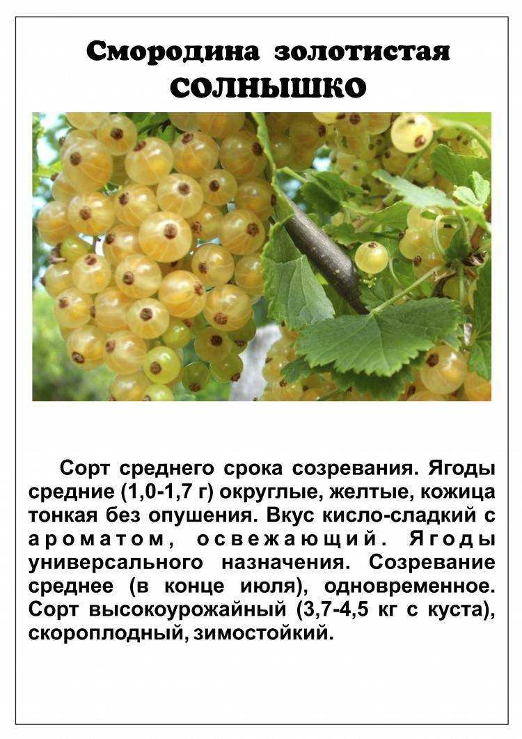 Белая смородина: уход и выращивание, описание сортов, размножение, посадка