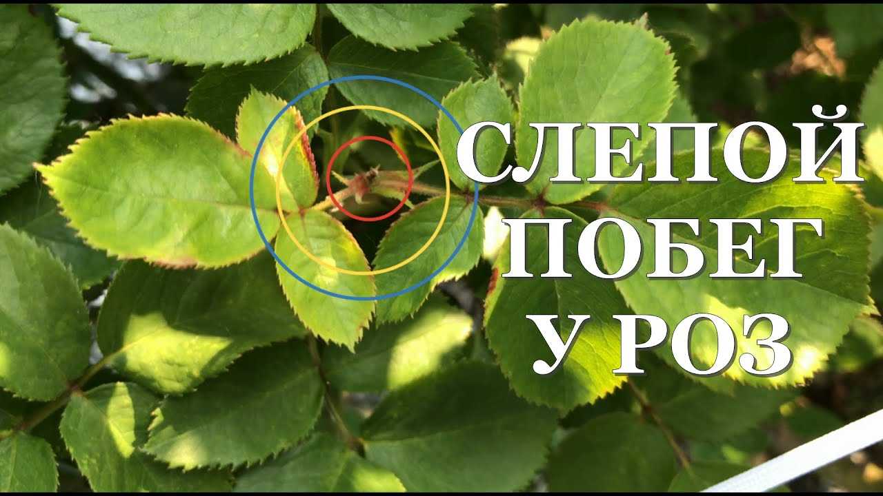 Жирующий побег у розы осенью