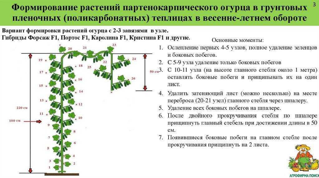 Как правильно и зачем формировать огурцы в теплице? видео — ботаничка