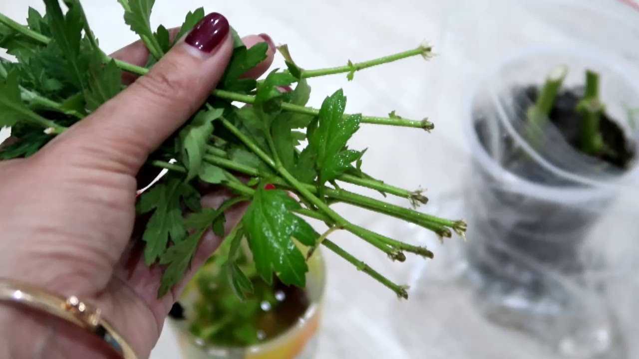 Хризантема – осенняя красавица. особенности ухода и размножения цветка