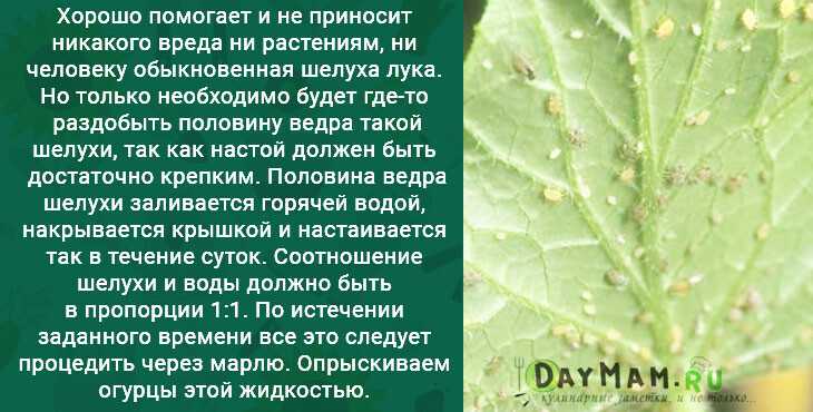 Почему желтеют листья огурцов: причины, что делать, чем подкормить и обработать