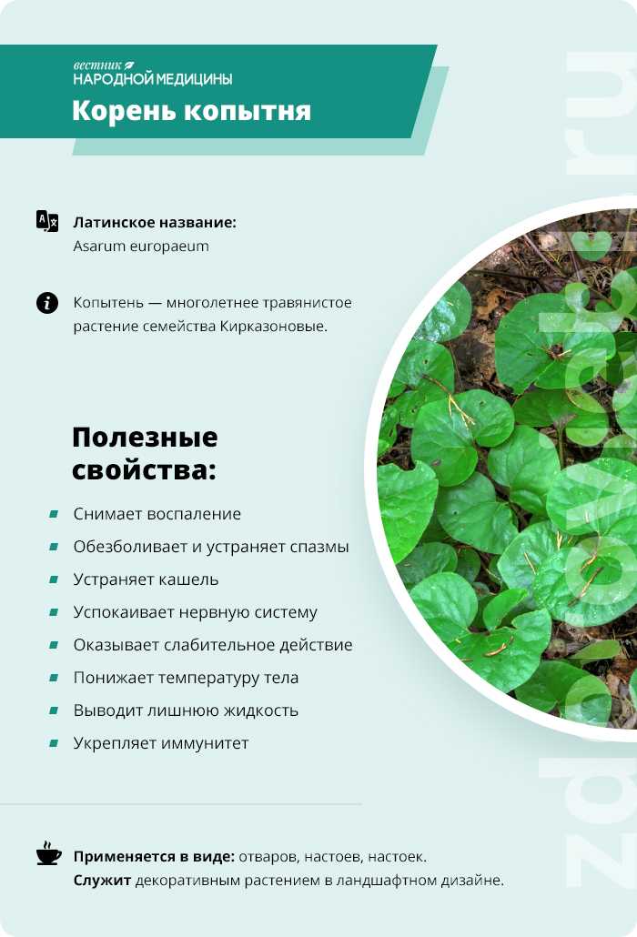 Корень копытня для лечения алкоголизма: отвар, чай и настойка | medeponim.ru