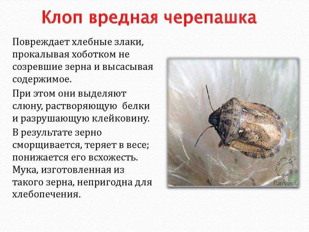 Грушевый клоп: признаки поражения растения и борьба с вредителем