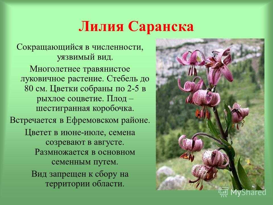 Лилия кудреватая мартагон посадка и уход в открытом грунте размножение фото видов и сортов