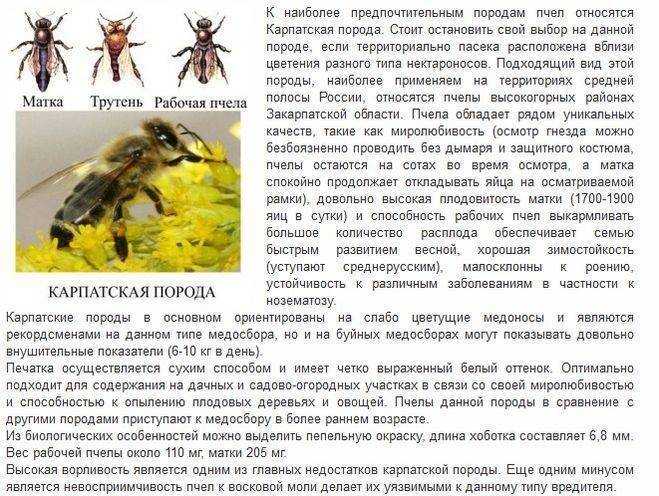 Порода пчел карника и их характеристики: поведение пчеломаток и описание представителей подвидов – med-pochtoi.ru