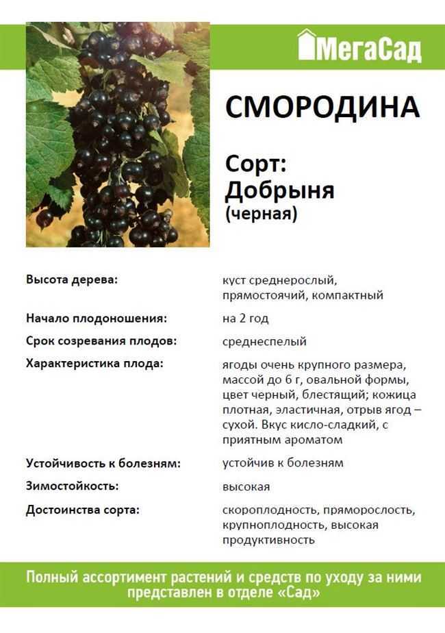 Описание и характеристики черной смородины сорта перун, посадка и уход
