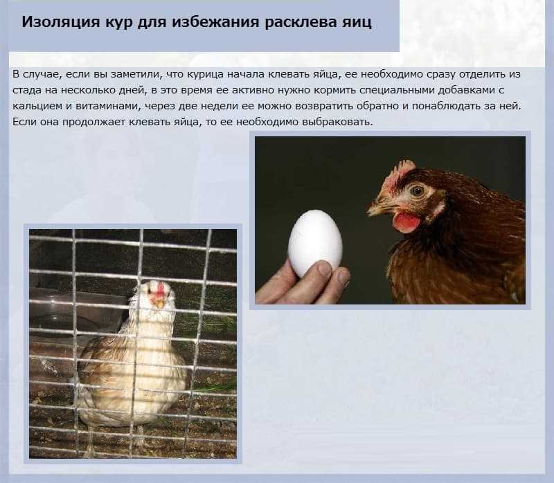 Курица села высиживать цыплят или заболела? признаки и советы