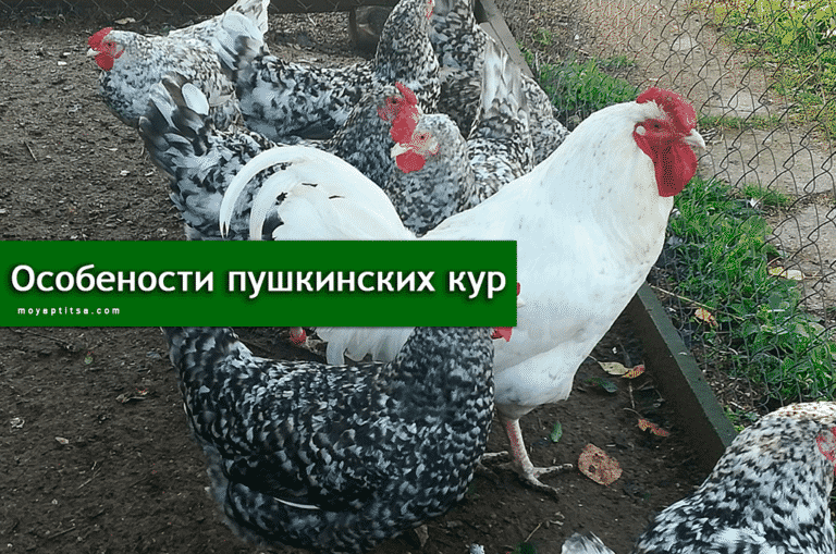 Пушкинская порода кур