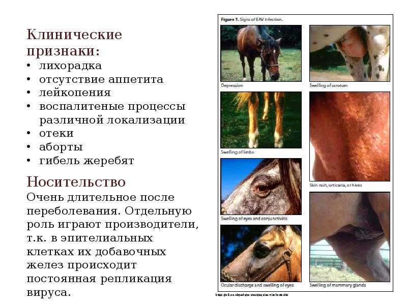 Болезни лошадей
