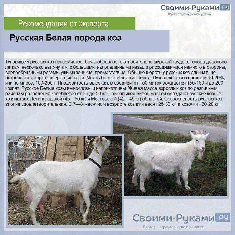 Породы коз: фото и название, описание, плюсы и минусы