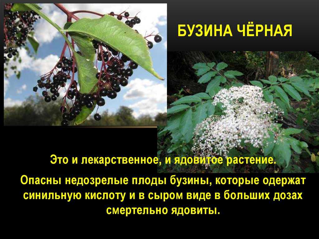 Бузина черная: «целебный самбук» — посадка, выращивание и уход, размножение